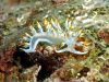 flabellina-babai-foto-di-riccardo-burallli-diving-in-elba