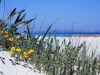 formentera-la-vegetazione-in-spiaggia
