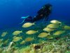 formentera-snorkeling-facile