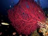 gorgonia-foto-di-riccardo-burallli-diving-in-elba