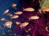 gorgonia-antias-foto-di-riccardo-burallli-diving-in-elba