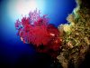 gorgonia-sul-fondale-foto-di-riccardo-burallli-diving-in-elba