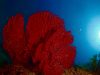 gorgonie-rossa-foto-di-riccardo-burallli-diving-in-elba