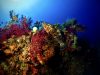 gorgonie-e-cernia-foto-di-riccardo-burallli-diving-in-elba