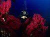 gorgonie-sub-foto-di-riccardo-burallli-diving-in-elba
