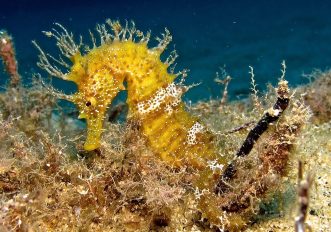 Le 10 immersioni più belle all'Isola d’Elba
