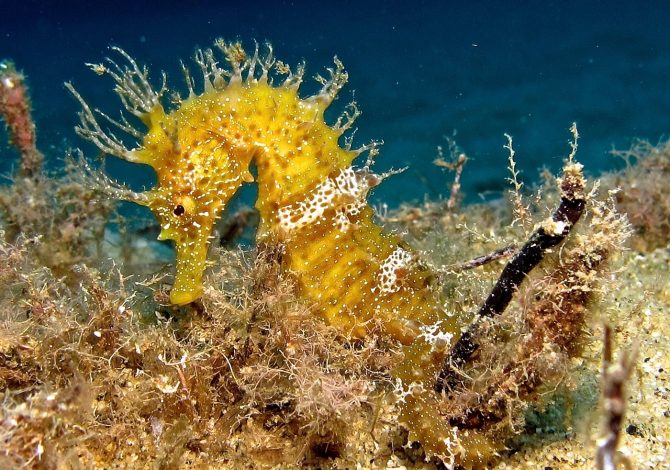 Le 10 immersioni più belle all'Isola d’Elba