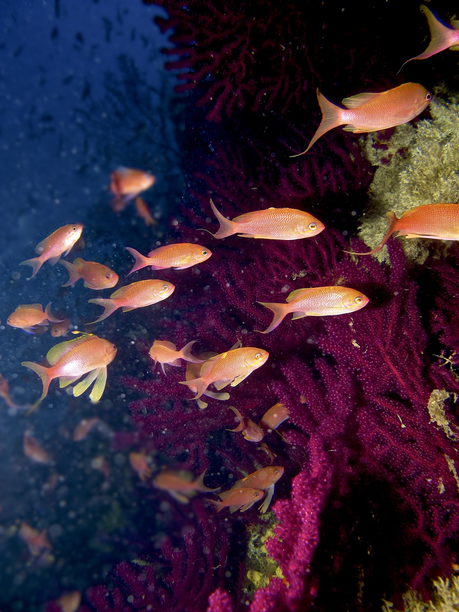 Le 10 immersioni più belle all'Isola d’Elba