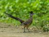 il-road-runner-un-uccello-di-medie-dimensioni-con-una-lunghezza-di-circa-56-61-centimetri-ha-un-corpo-snello-e-allungato-una-testa-grande-con-una-cresta-prominente-e-una-lunga-coda
