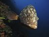 murena-allelba-foto-di-riccardo-burallli-diving-in-elba