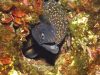 murena-foto-di-riccardo-burallli-diving-in-elba