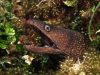 murena-nella-flora-marina-foto-di-riccardo-burallli-diving-in-elba