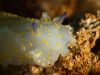 nudibranco-lo-scoglietto-grottoni-foto-di-riccardo-burallli-diving-in-elba