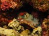 polpo-foto-di-riccardo-burallli-diving-in-elba