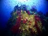 parete-fonda-foto-di-riccardo-burallli-diving-in-elba