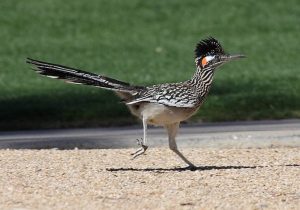 Road-runner-beep-beep
