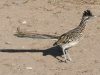 le-zampe-del-road-runner-si-sono-adattate-per-camminare-sul-terreno-roccioso-del-deserto