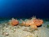 scorfani-foto-di-riccardo-burallli-diving-in-elba