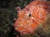 scorfano-incontro-ravvicinato-foto-di-riccardo-burallli-diving-in-elba