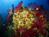 secca-gorgonie-foto-di-riccardo-burallli-diving-in-elba
