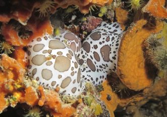 Immersioni subacquee, le top 10 per il diving all’isola d’Elba, foto