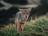 il-coyote-pu-predare-specie-locali-e-causare-problemi-per-lagricoltura-e-il-bestiame