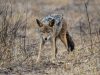 anche-noto-come-cane-americano-il-coyote-originario-del-nord-america-ma-si-diffuso-in-diverse-parti-del-continente