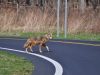 il-coyote-canis-latrans-si-muove-anche-i-citt-ed-facile-incontrarlo-sulle-strade-americane