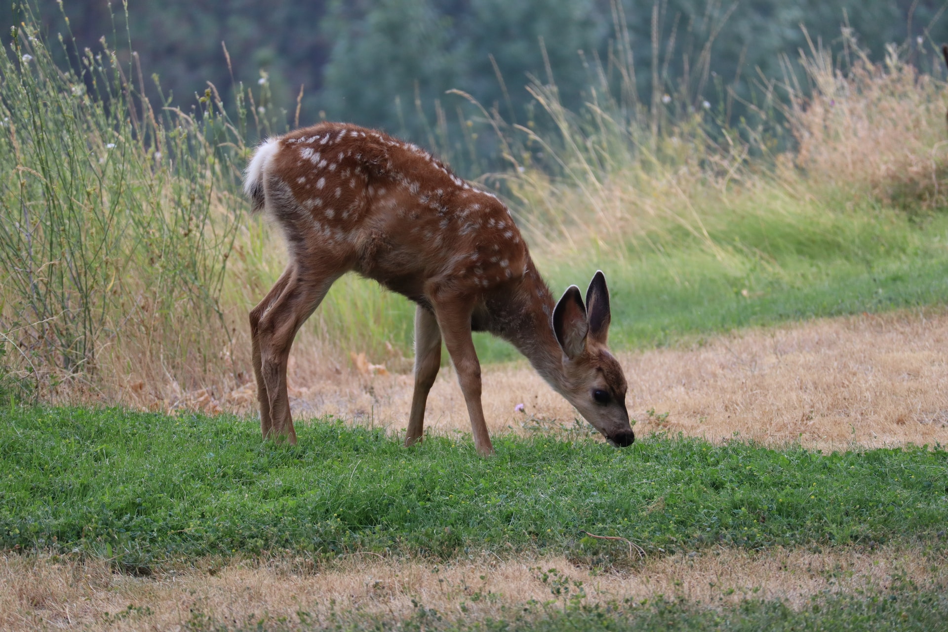 Cucciolo di capriolo, cervo o daino: cosa fare se lo trovi nel bosco