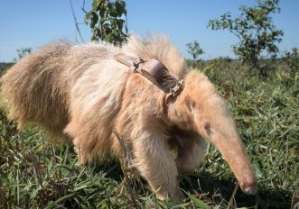 Alvin, l’unico formichiere gigante albino della Terra, ecco le foto