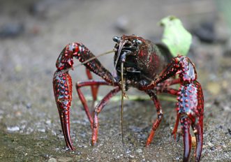 I 10 animali più dannosi e invasivi del mondo che non diresti mai, foto