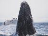 le-balenottere-boreali-sono-tra-le-pi-grandi-balene-gli-esemplari-adulti-possono-raggiungere-una-lunghezza-di-circa-14-18-metri-e-pesare-fino-a-100-tonnellate