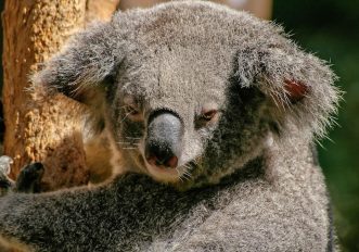 Animali arrampicatori, il koala è a rischio estinzione, foto