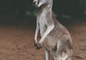 Perché i canguri sono i mammiferi più evoluti, foto