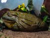 la-rana-toro-una-minaccia-per-gli-ecosistemi-acquatici