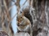 lo-scoiattolo-grigio-orientale-come-lo-scoiattolo-volpe-un-animale-familiare-negli-habitat-rurali-suburbani-e-urbani-al-punto-che-molti-di-noi-lo-danno-per-scontato