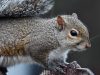 ma-gli-scoiattoli-grigi-si-sono-diffusi-dallamerica-del-nord-in-tutto-il-mondo-e-sono-diventati-dannosi-per-gli-scoiattoli-autoctoni