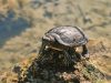 il-picco-delle-liberazioni-di-tartarughe-si-avuto-negli-anni-90-perch-molti-bambini-acquistavano-animali-domestici-grazie-alla-moda-delle-teenage-mutant-ninja-turtle
