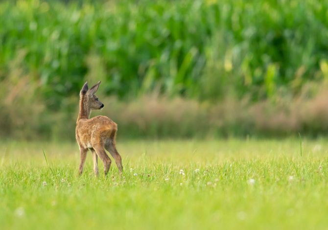 Cucciolo di capriolo, cervo o daino: cosa fare se lo trovi nel bosco