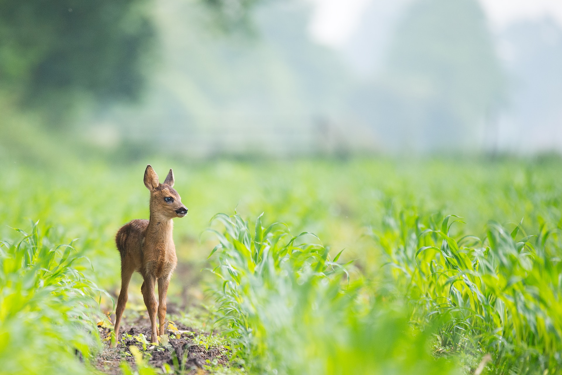 Cucciolo di capriolo, cervo o daino: cosa fare se lo trovi nel bosco