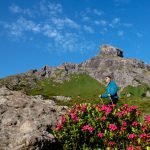 La fioritura dei rododendri