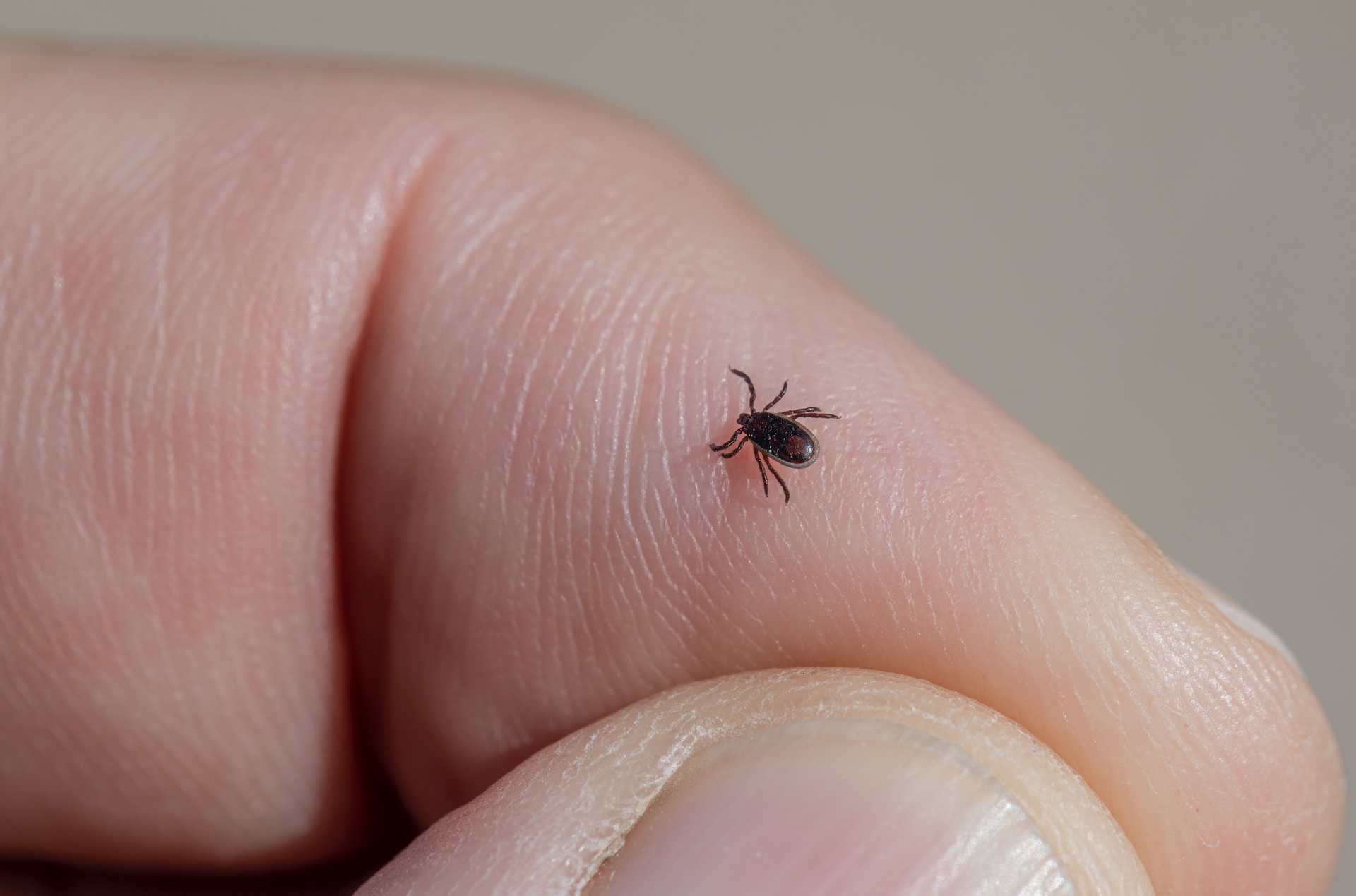 Estate, zanzare, zecche e vespe: i rischi sanitari e la prevenzione