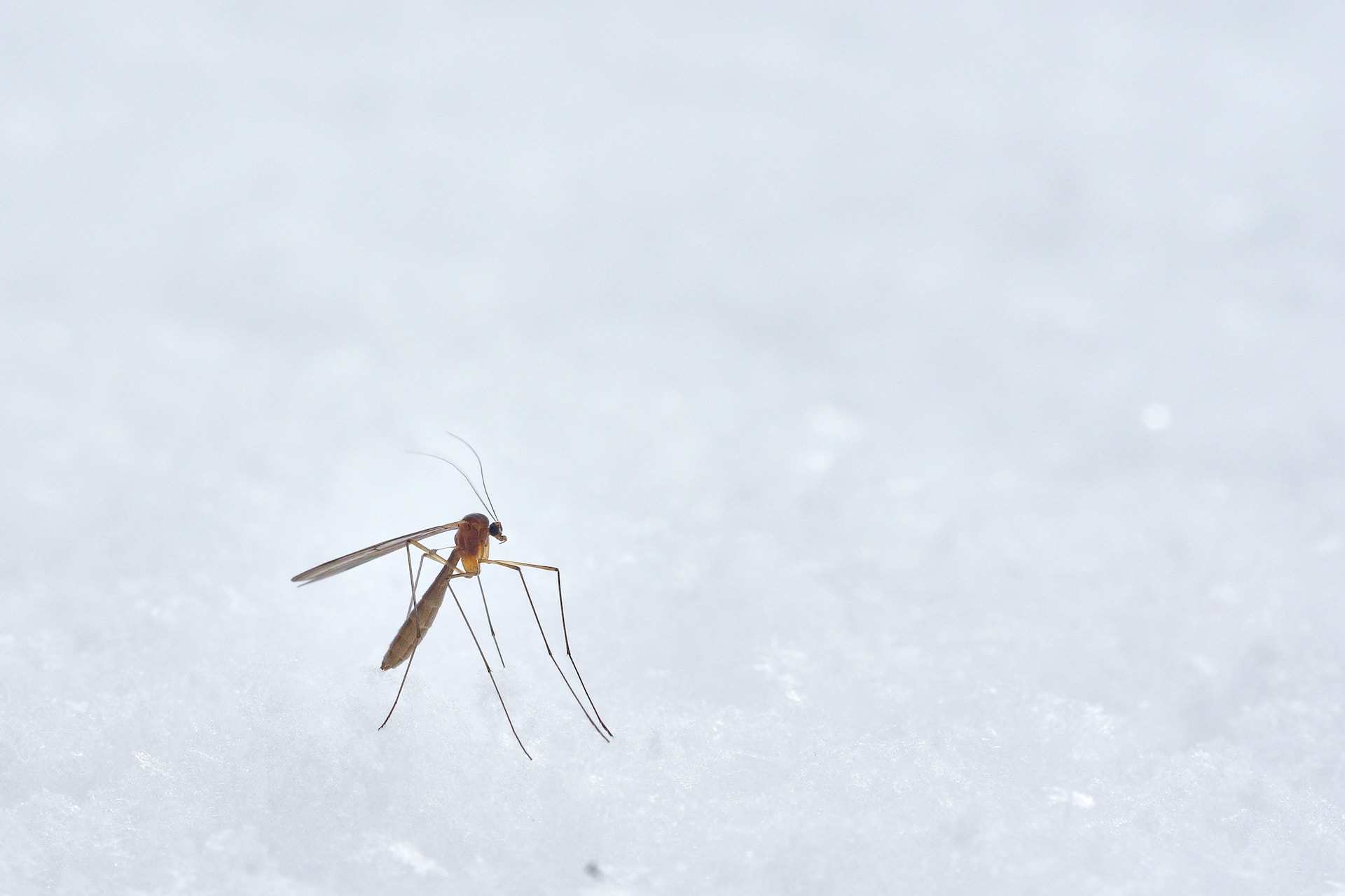 Estate, zanzare, zecche e vespe: i rischi sanitari e la prevenzione
