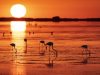 fenicotteri-nel-delta-dellebro-vicino-a-punta-del-fangar-foto-sergi-boixader