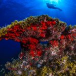 Riserva Marina La Restinga a El Hierro