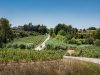 vigneti-vicino-a-vilobi-al-penedes-sulla-costa-di-barcellona-foto-maria-rosa-vila