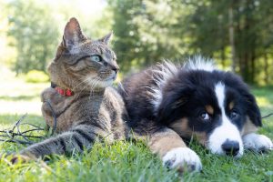10 buoni motivi per adottare un animale da compagnia
