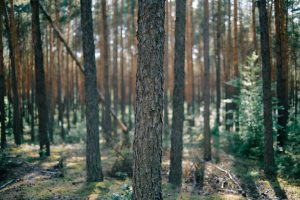 Perdersi nei boschi: cosa fare e cosa NON fare