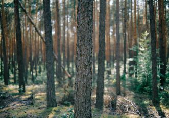 Perdersi nei boschi: cosa fare e cosa NON fare