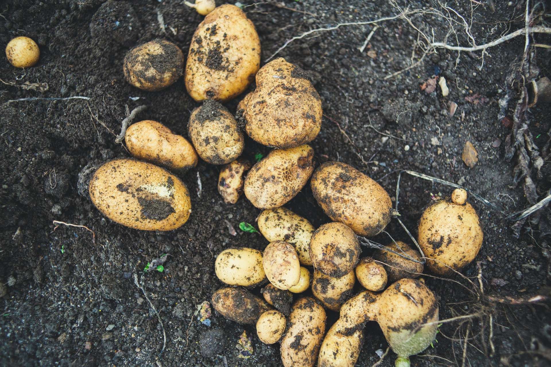 5 falsi miti sull’alimentazione a cui credi ancora